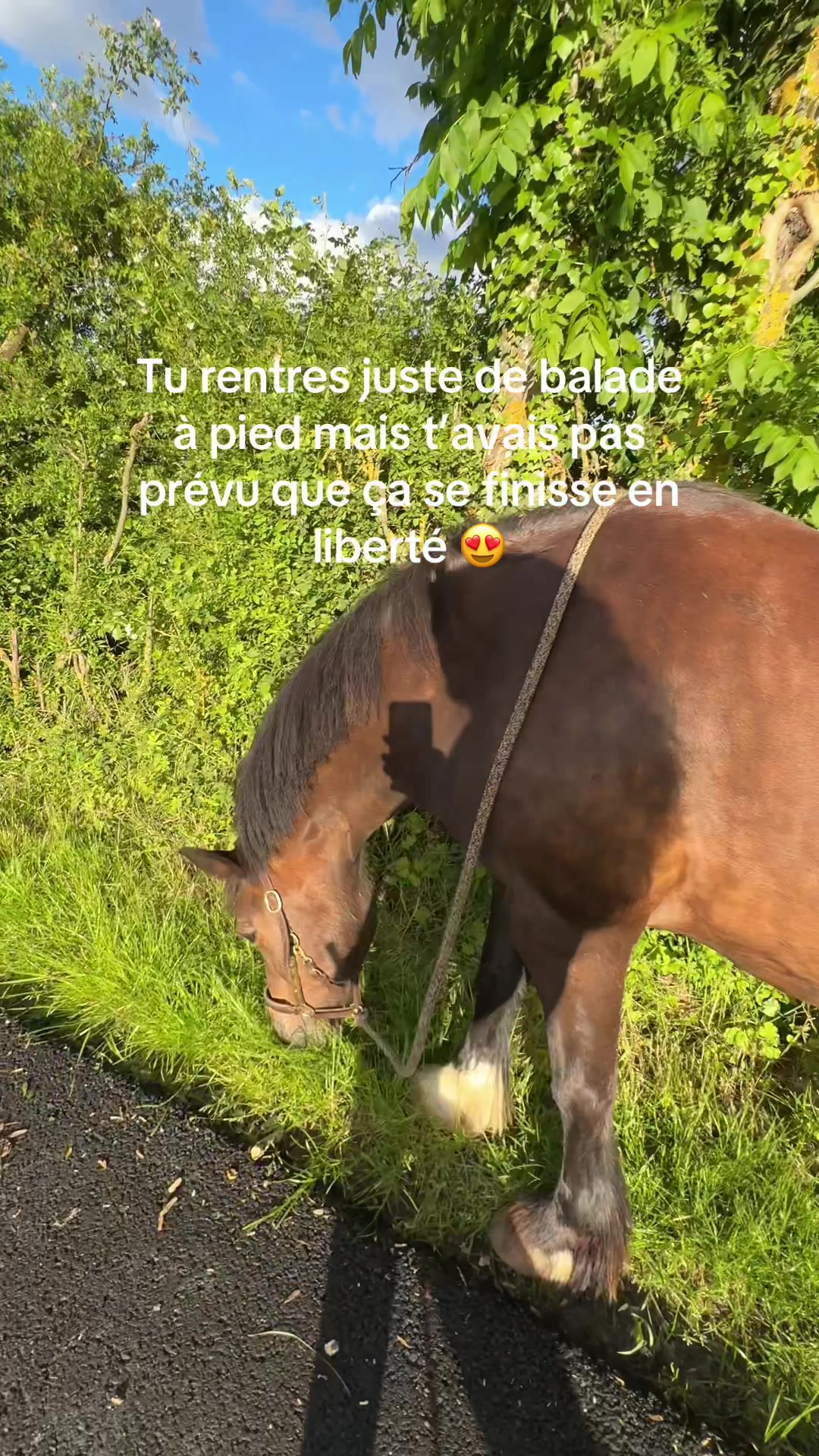 @Seren the pony 🐴