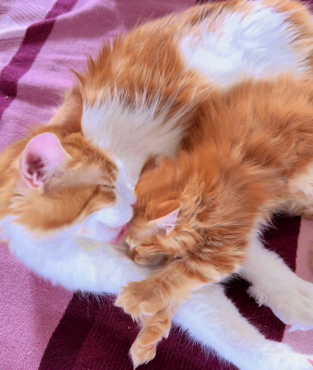 @Golden Maine Coon