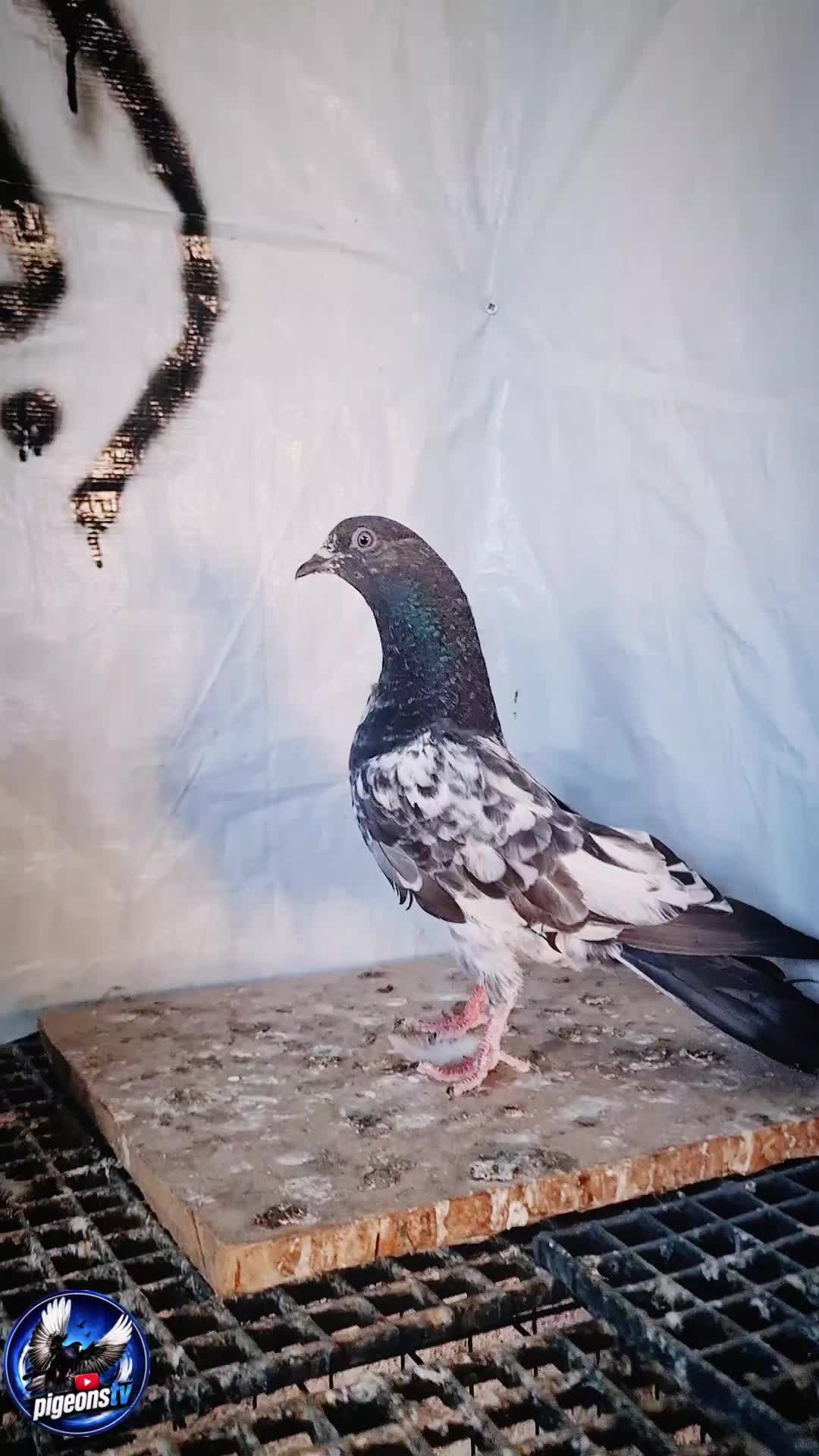 @Pigeons Tv