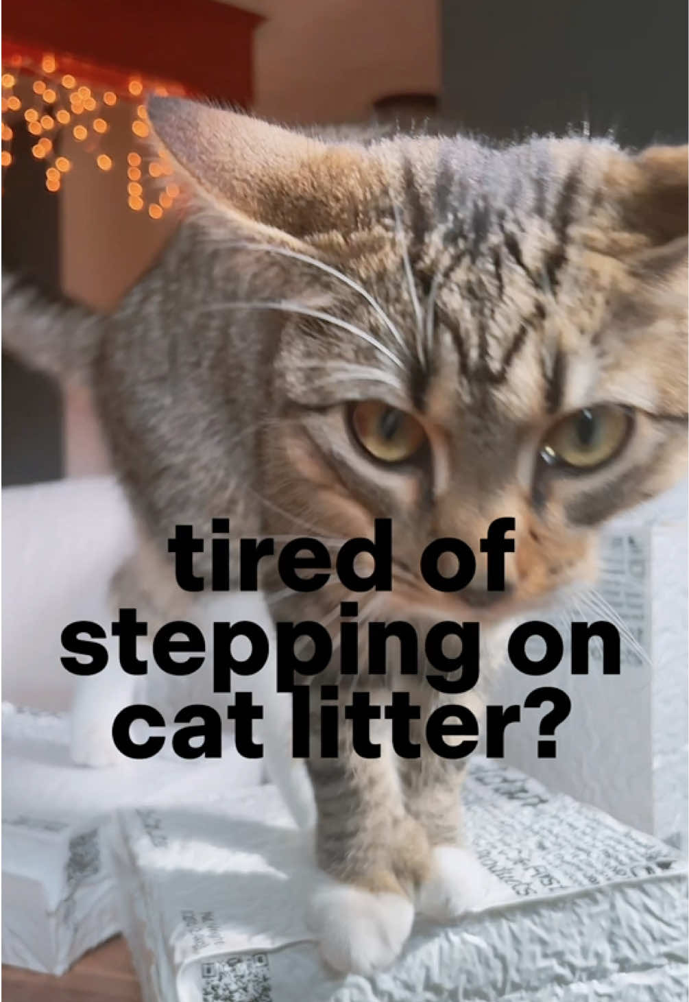 @Juno 💫🐈