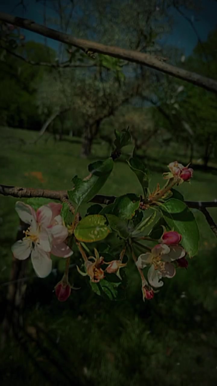 @दर्लामी निर्मला