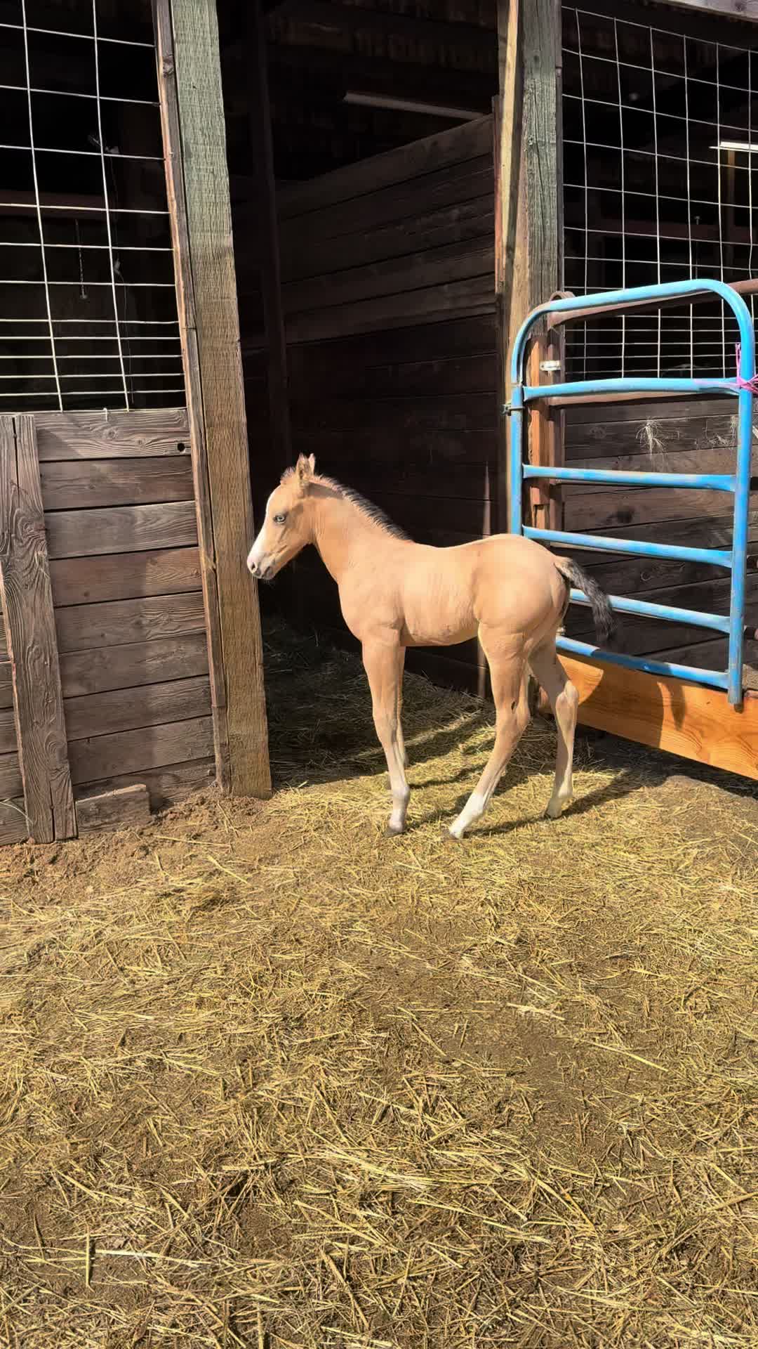 @Cowgirl Tuff Colt Training ❤️