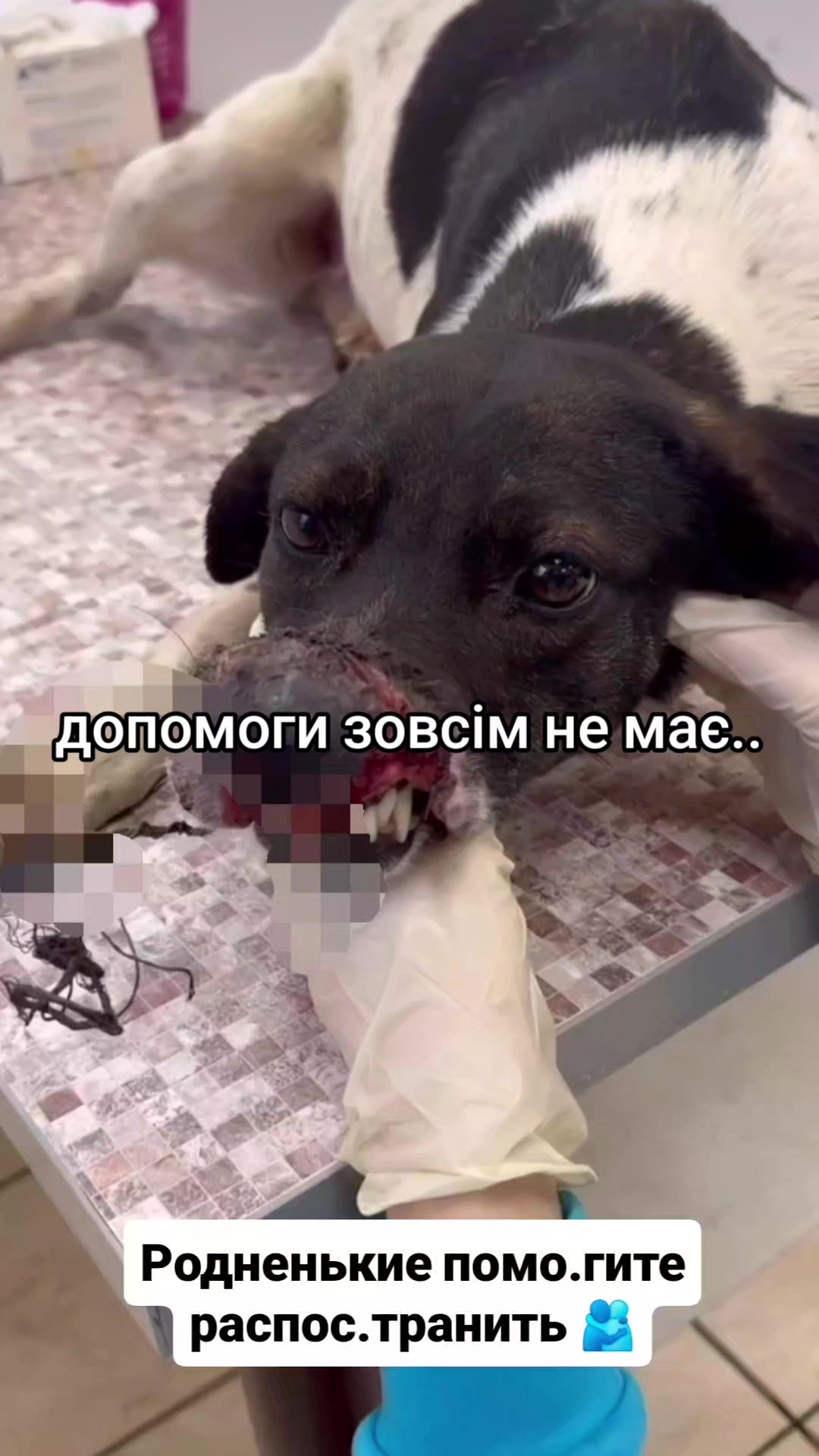 @animal