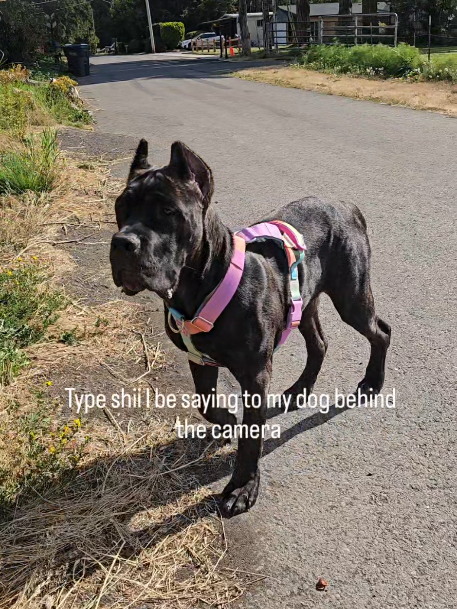@SalmonCreekCaneCorso