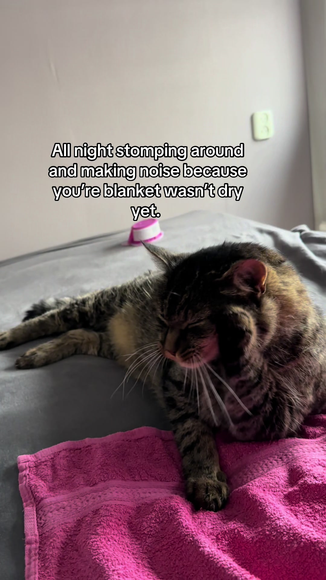 @Joep_the_ rescuecat