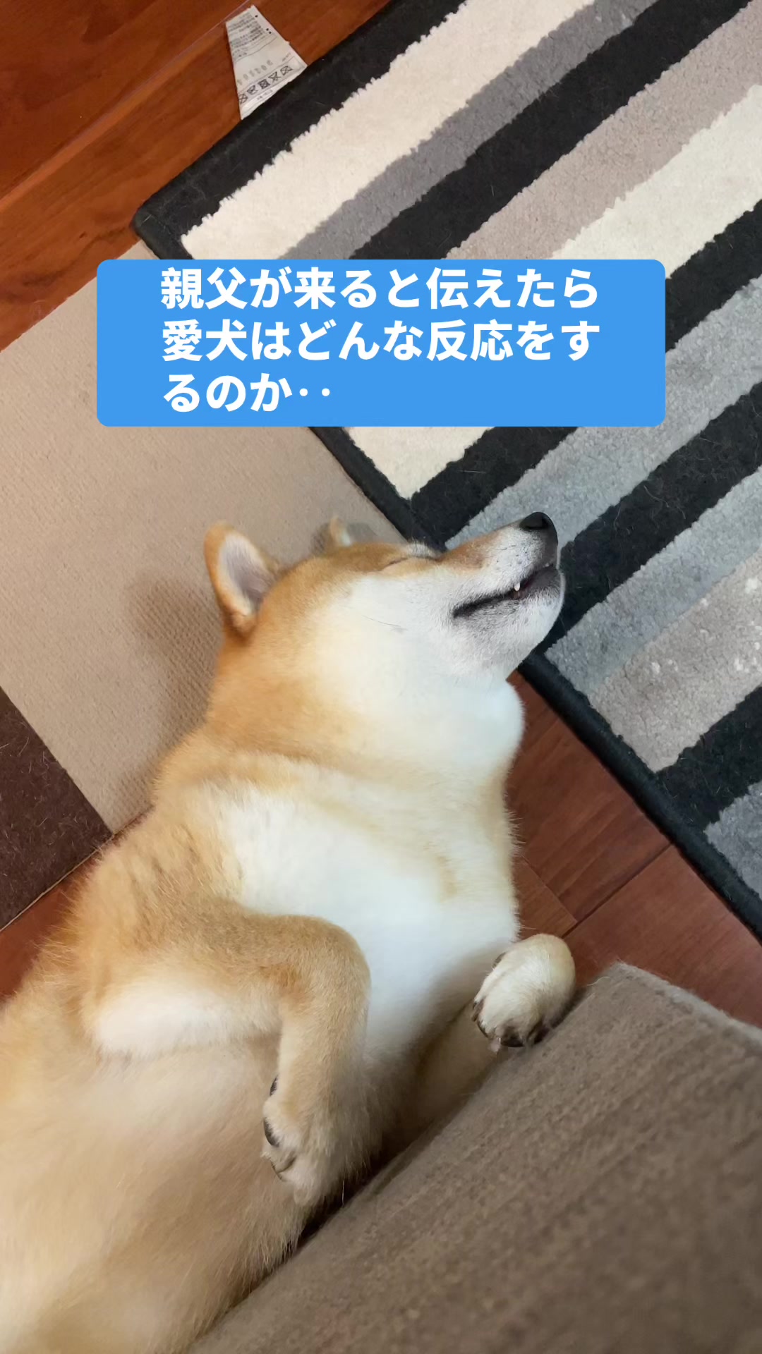 @特に柴犬が好きな人