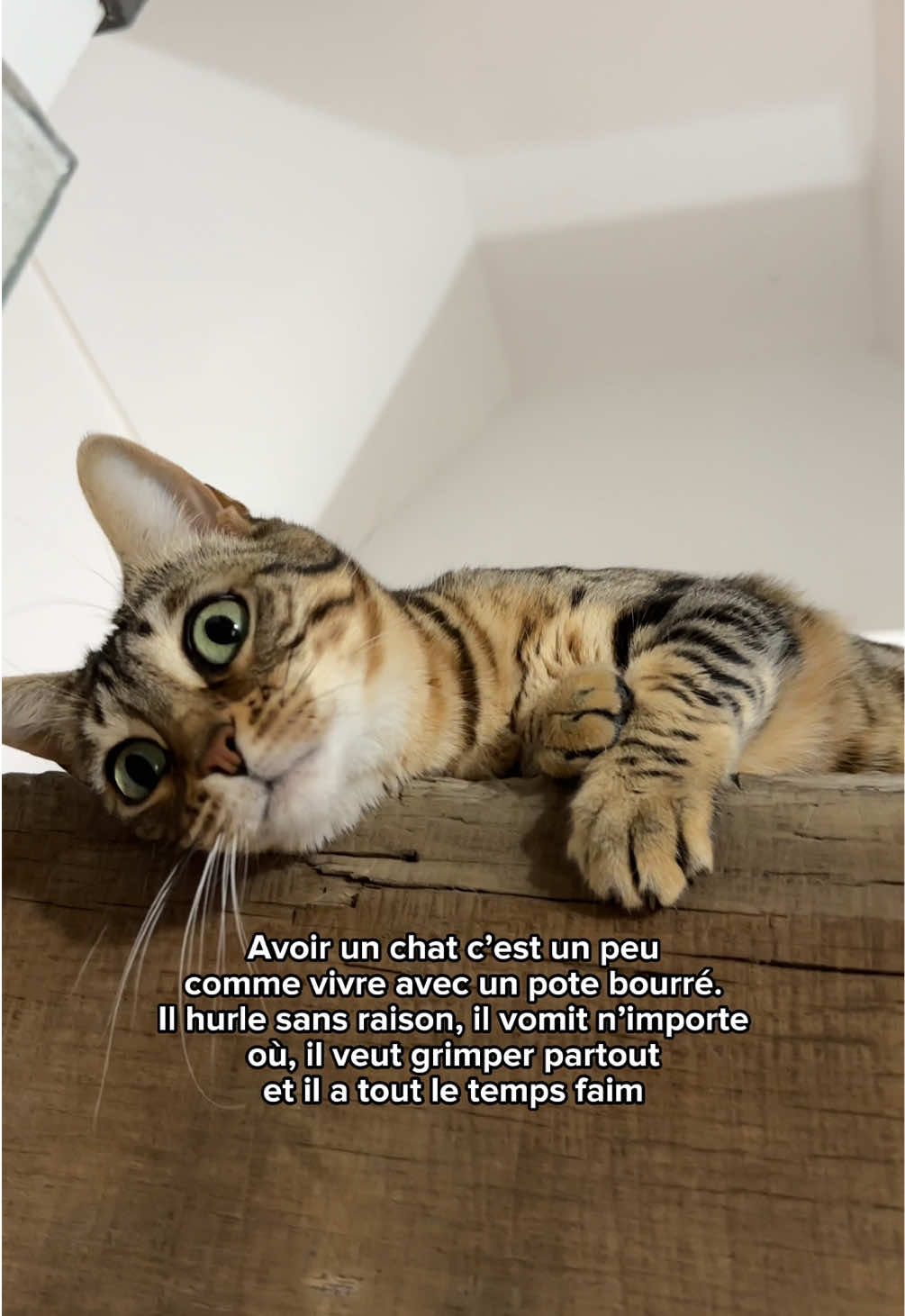 @Ricki the Bengal