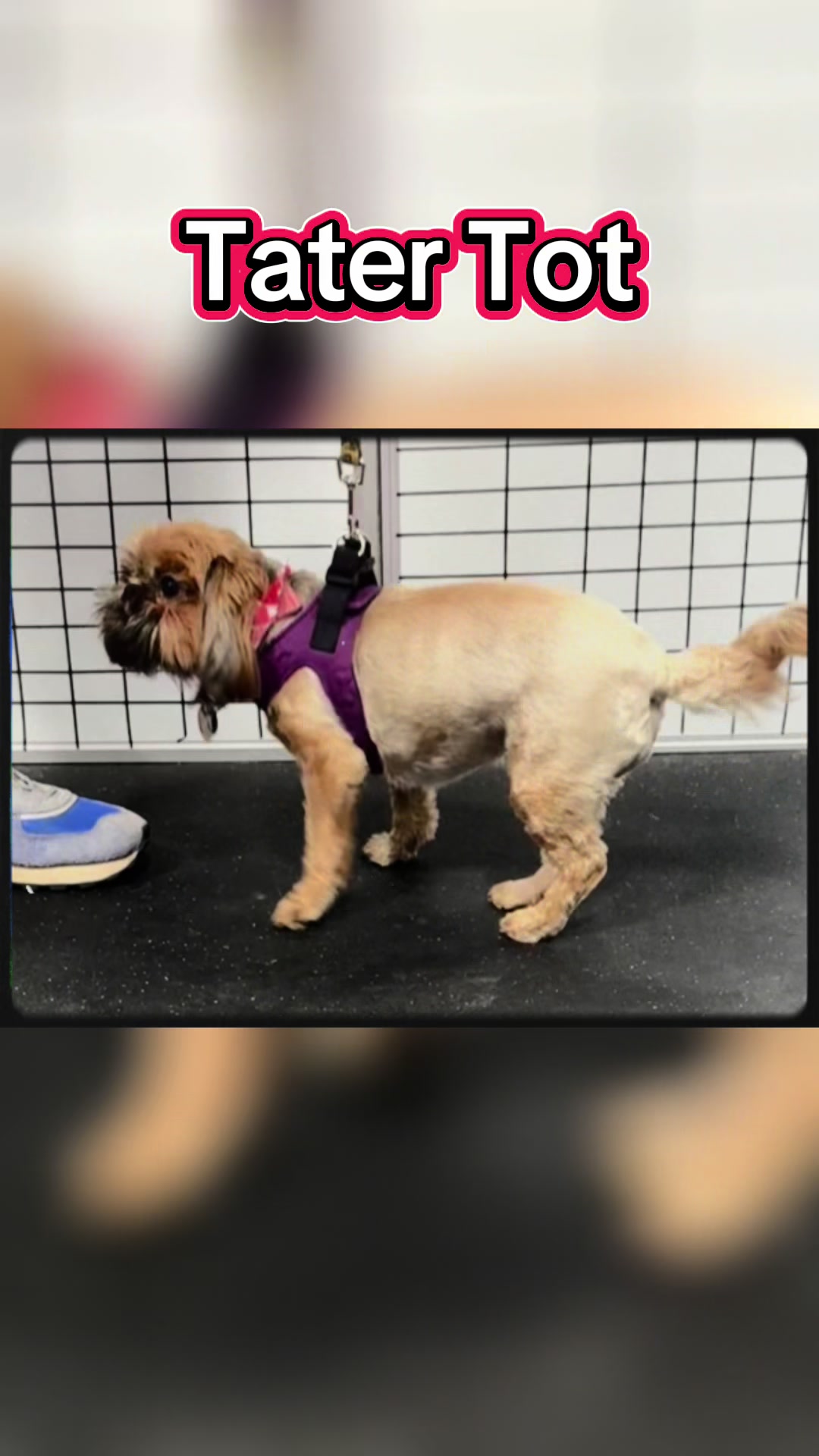 @ArfitDogRehabFitness