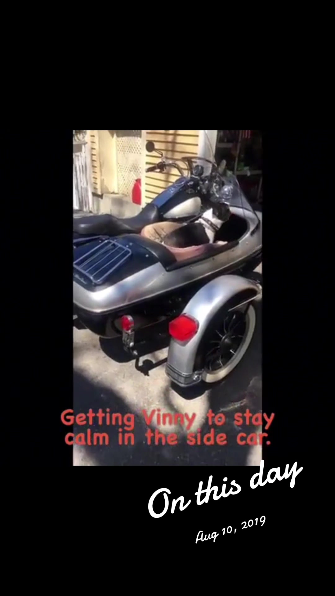 @citylivingdog