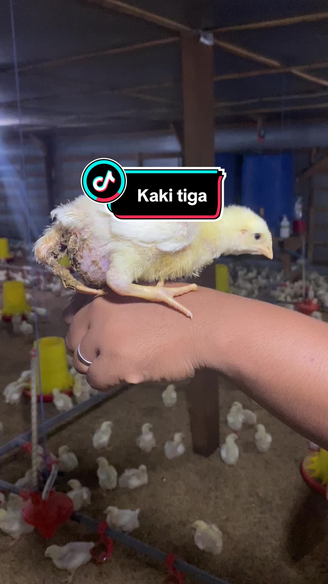@BN Farm Broiler🐔