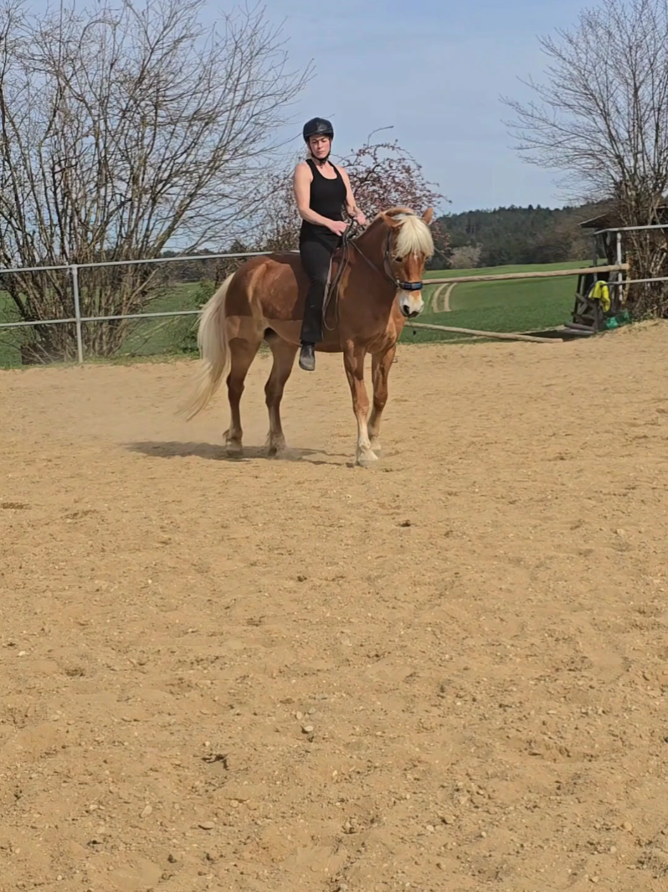 @Dreamhorse_Edelbluthaflinger
