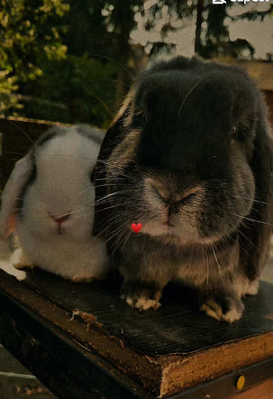 @𝓢𝓮𝓵𝓲𝓷𝓪𝓼 𝓑𝓪𝓷𝓭𝓮 💌