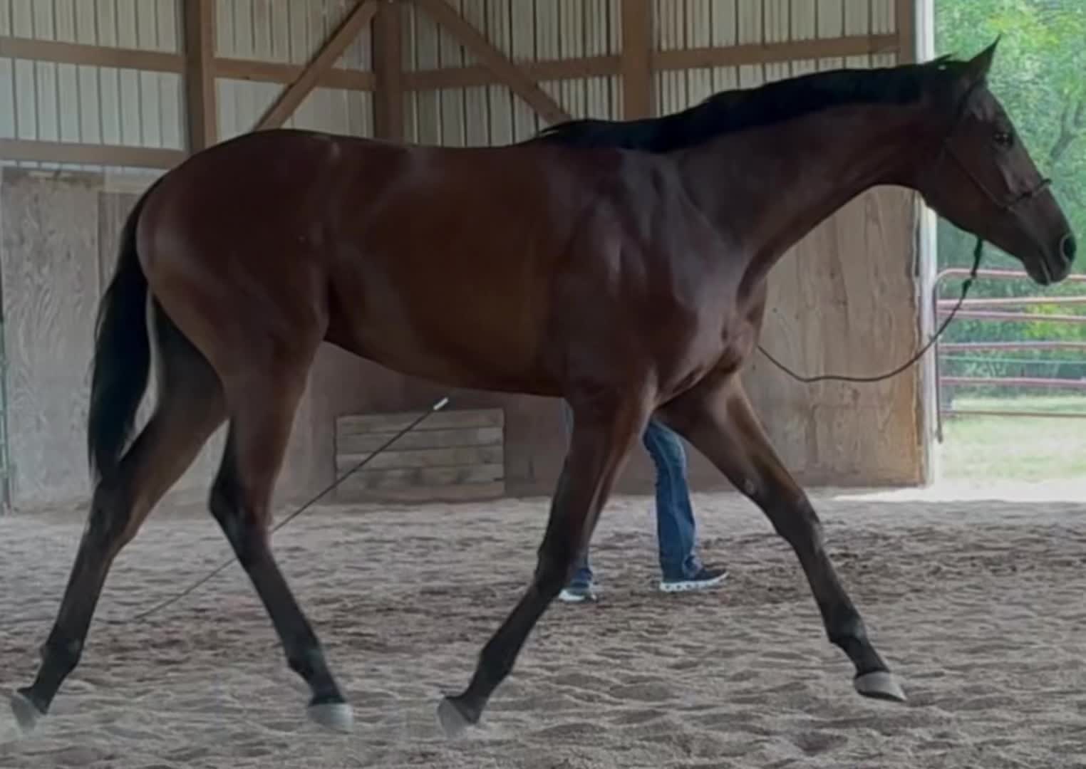 @Farley McLendon Show Horses