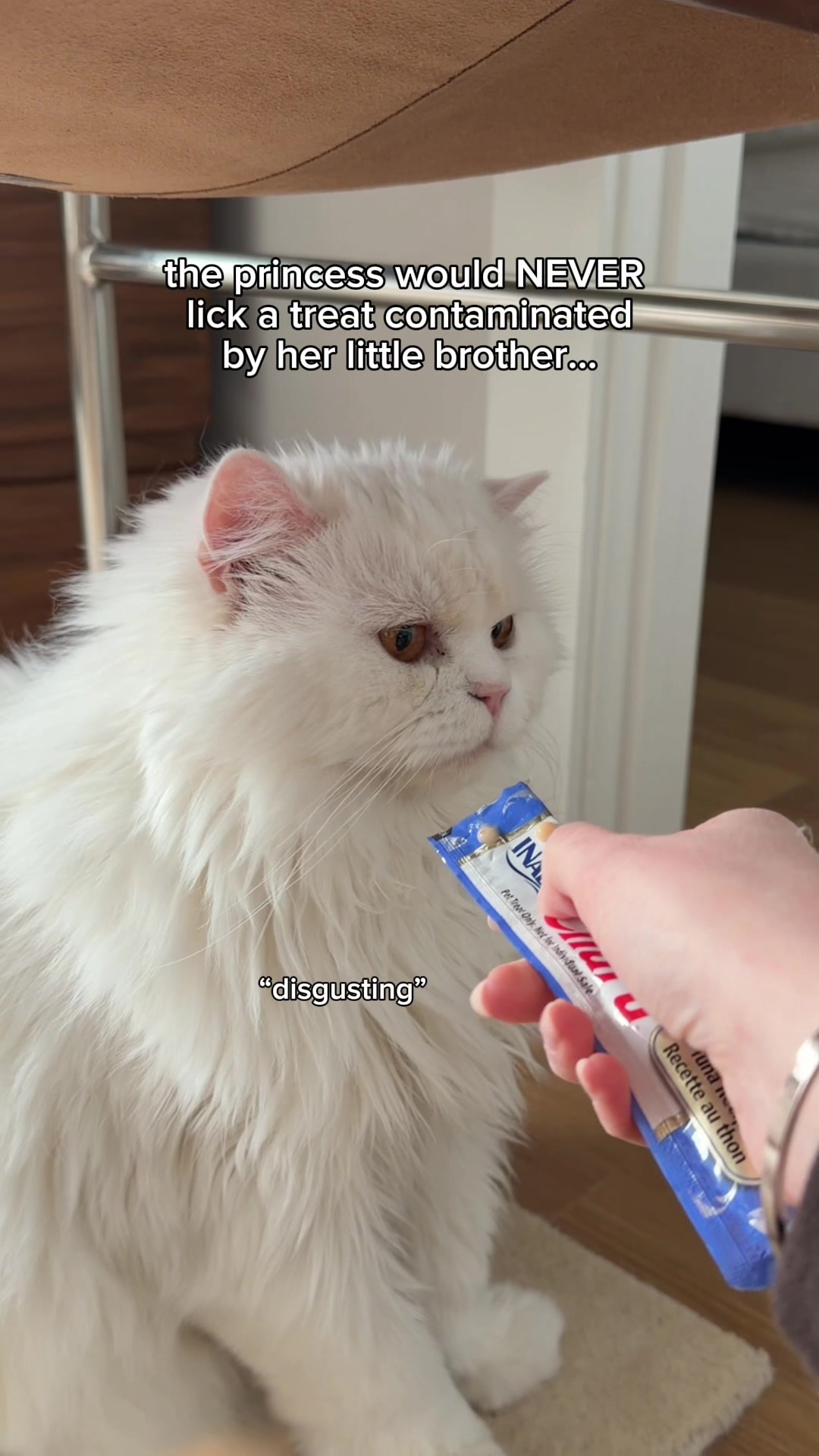 @Cleo the City Kitty