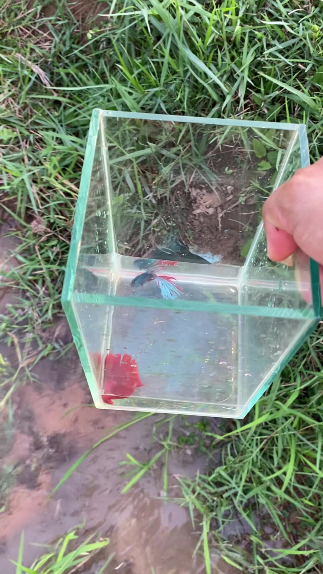 @Little Betta Fish