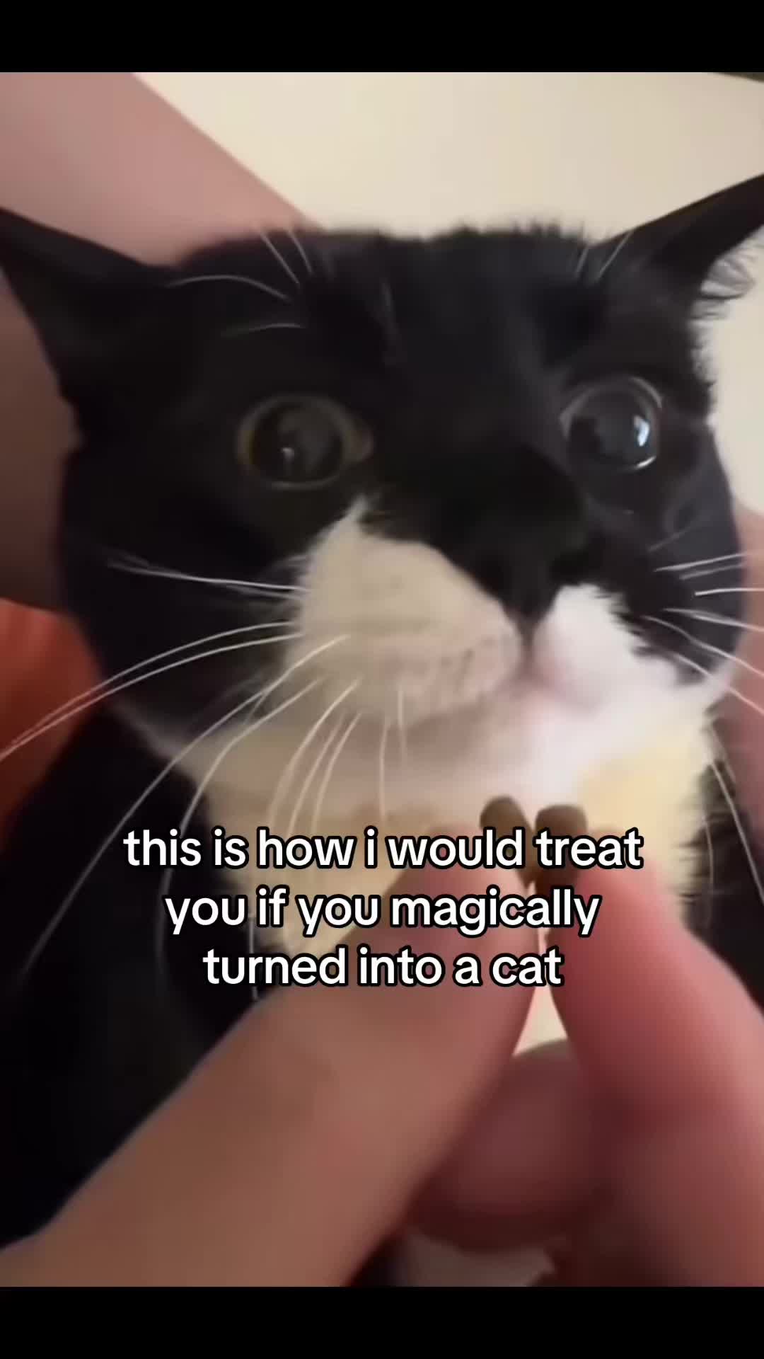 @meowconcept
