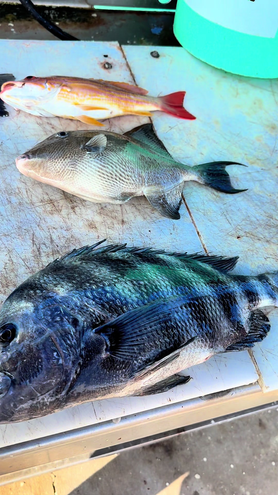 @Trigger Rich Fishing Charters