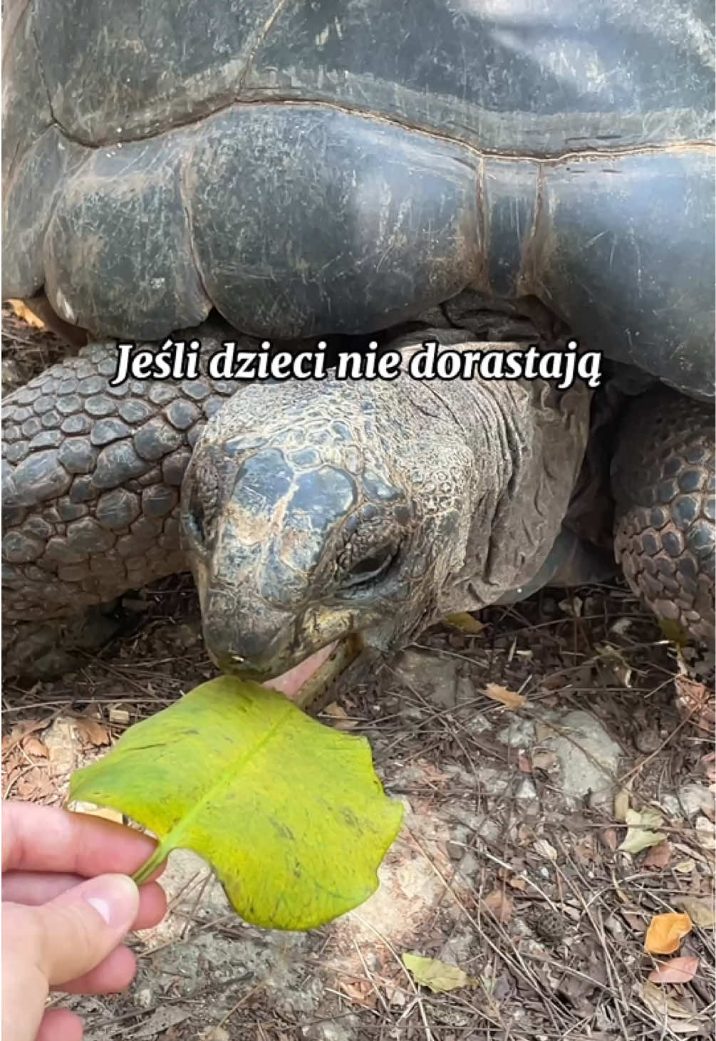 @pandawojtekyt
