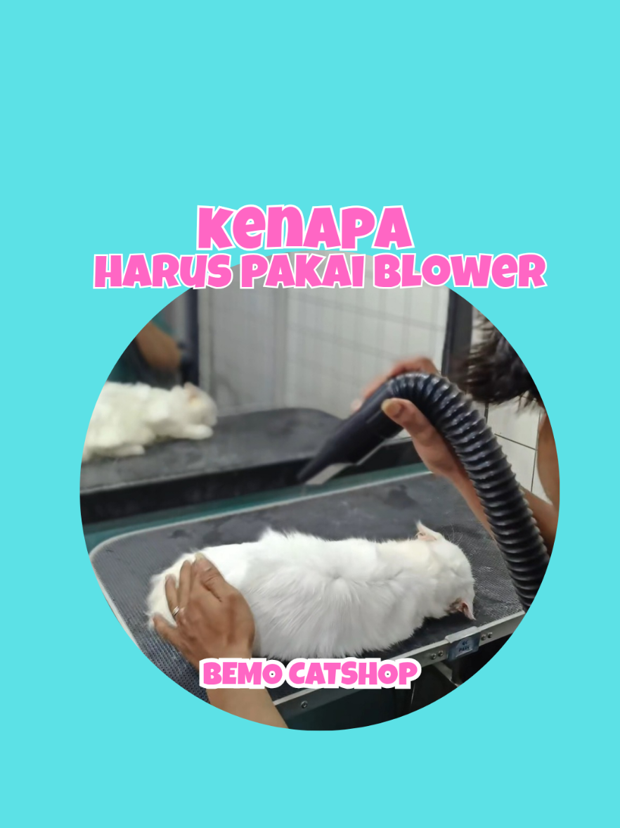 @Bemo Catshop