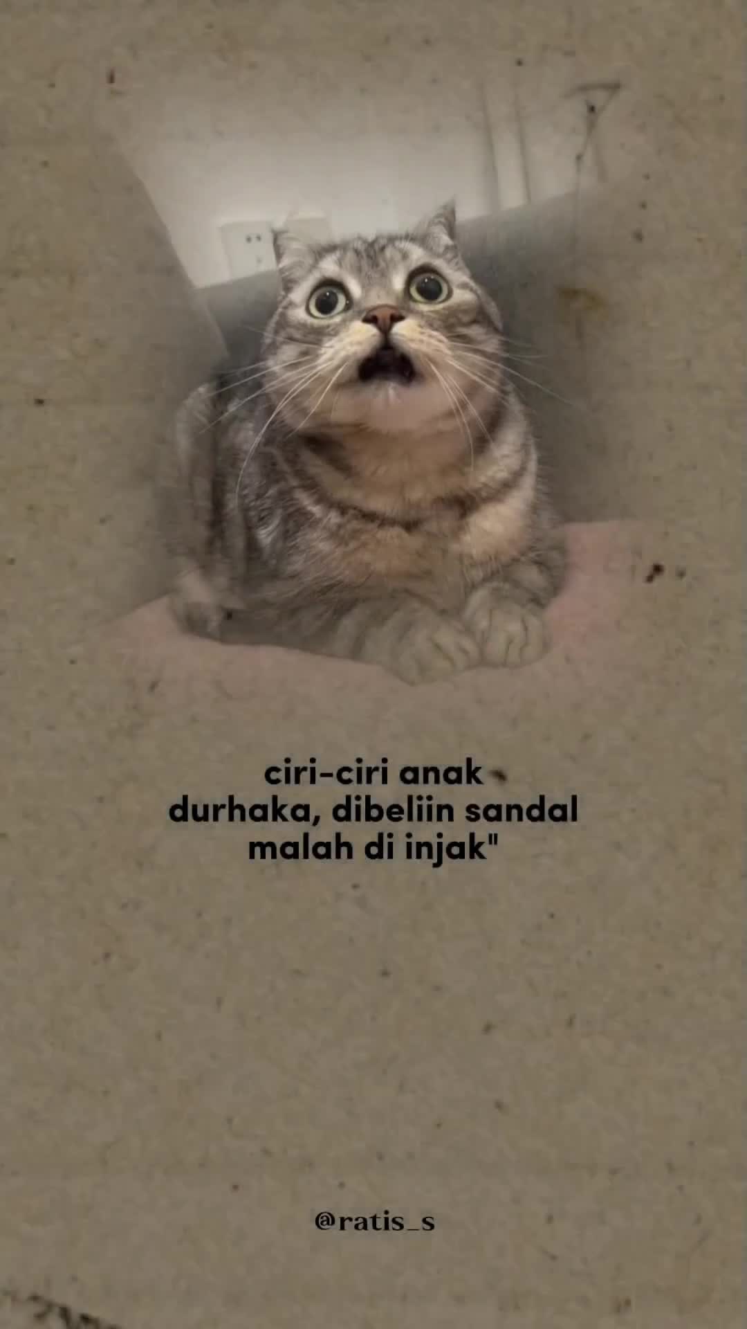 @ratsss
