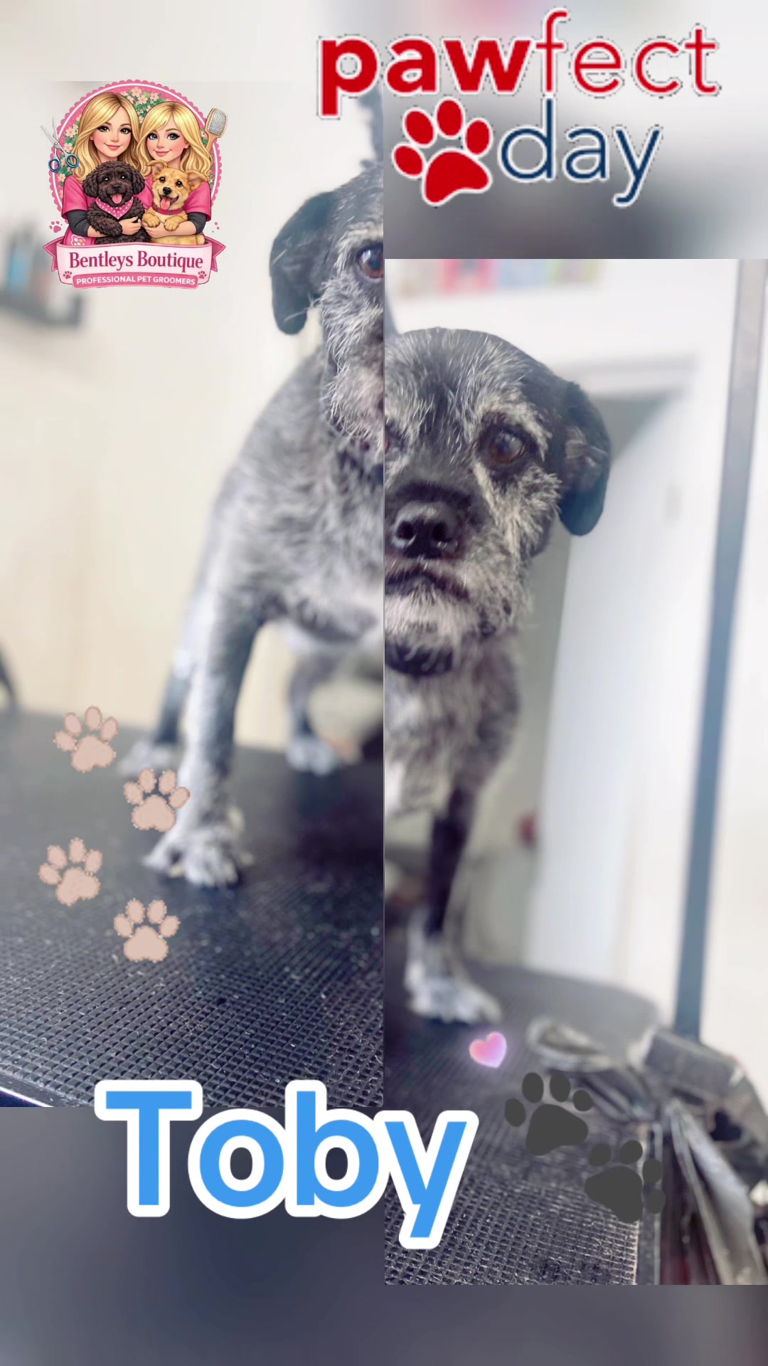 @Bentleys Boutique Pet Groomers