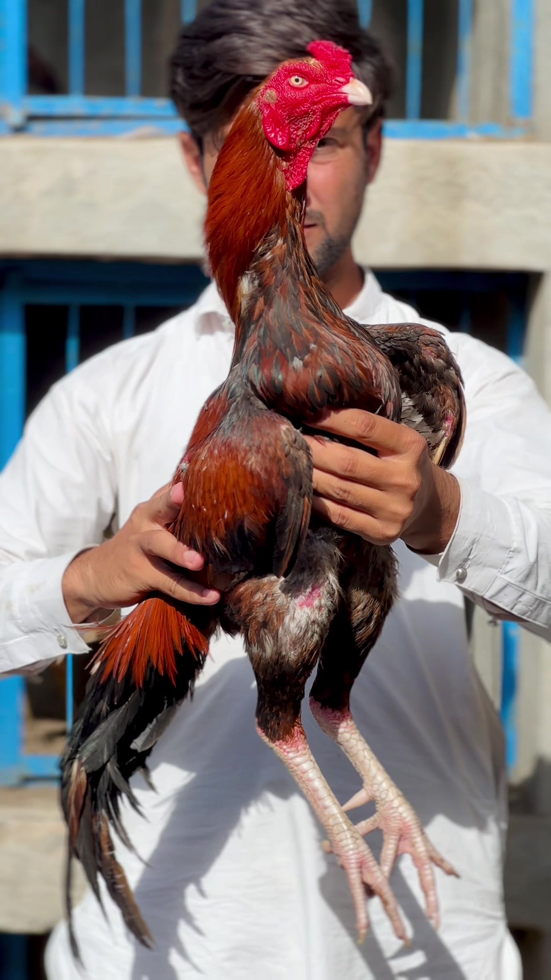 @Professionalaseelbirds2