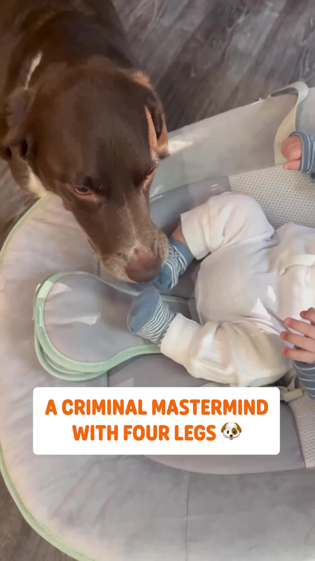 @Pawsome Pets