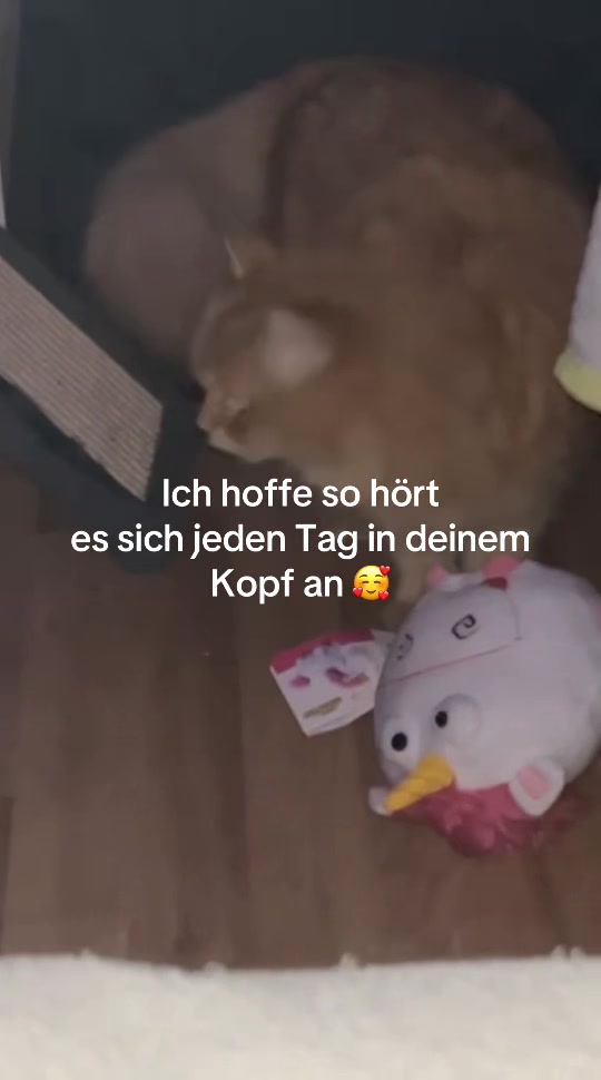 @Bea✌️mit Gang 🐕🐈🐈🐈&zwj;⬛