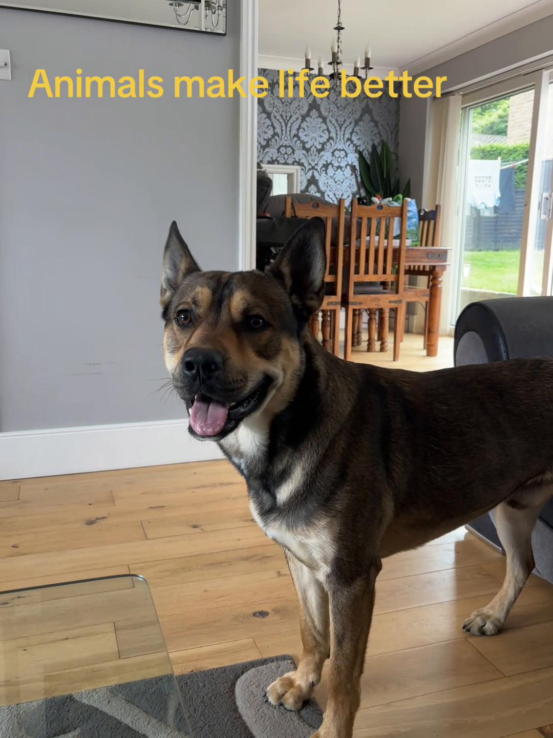 @RockyTheMutt