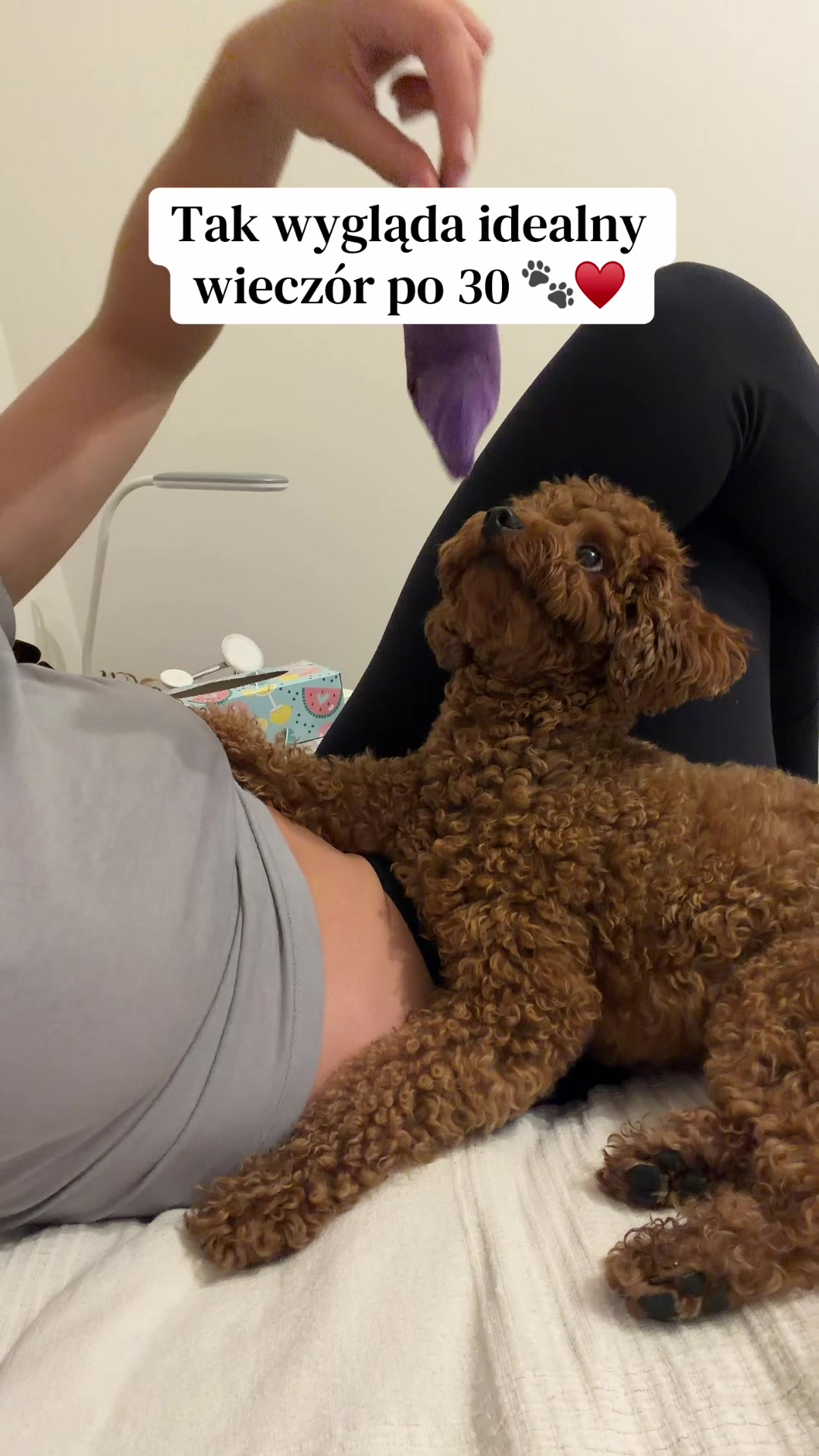 @Benni 🐾 IG: benni_toypoodle
