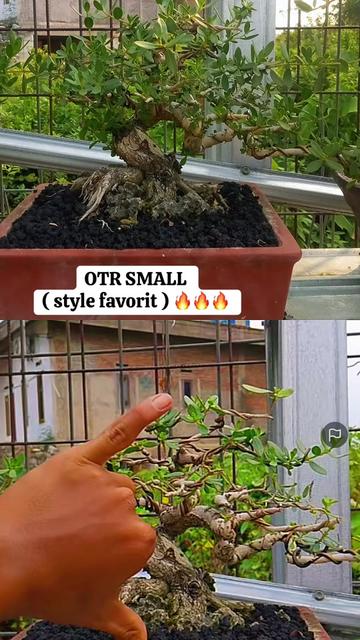 @warbonsai_purwodadi