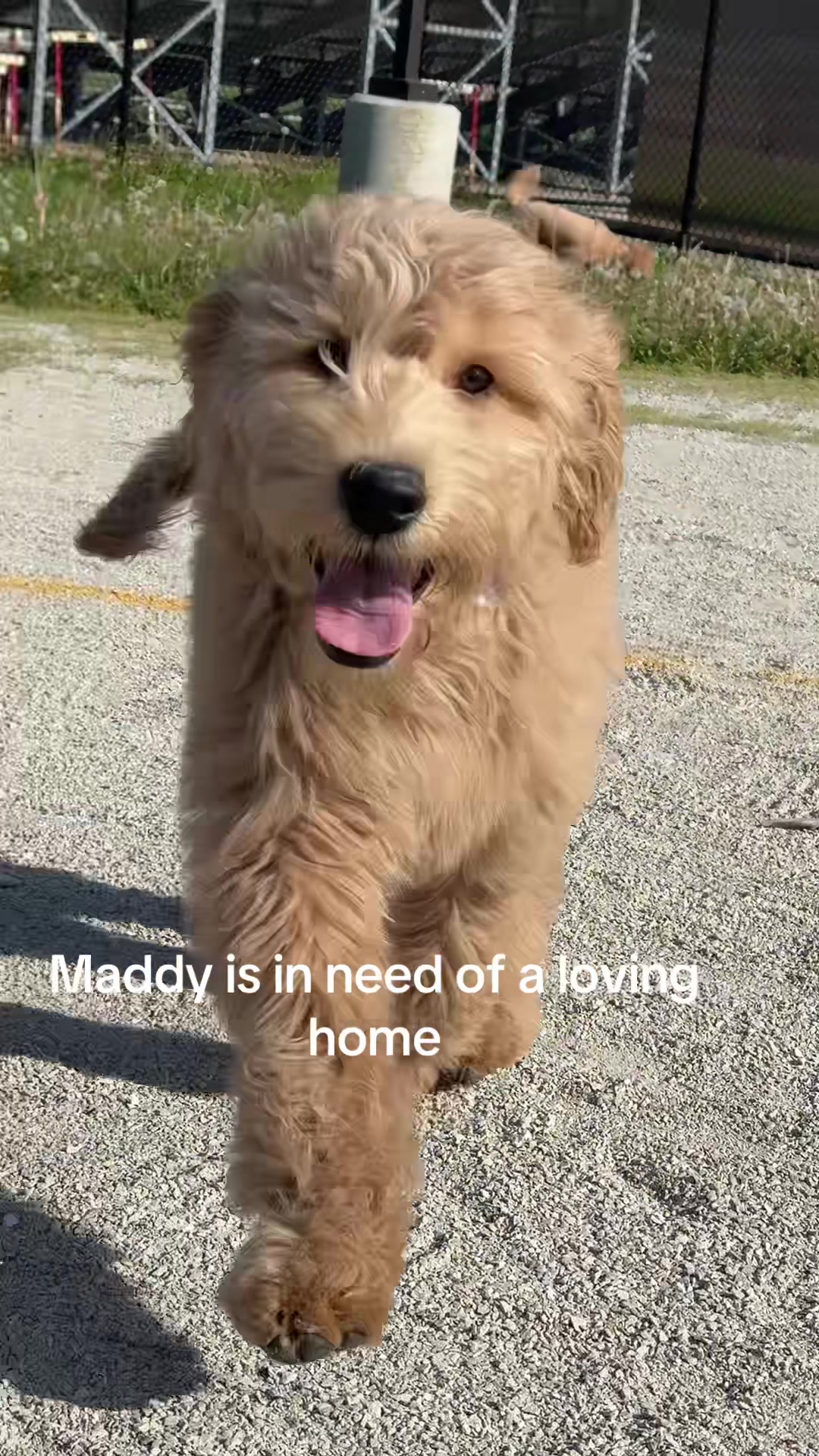 @kobi.lily.love
