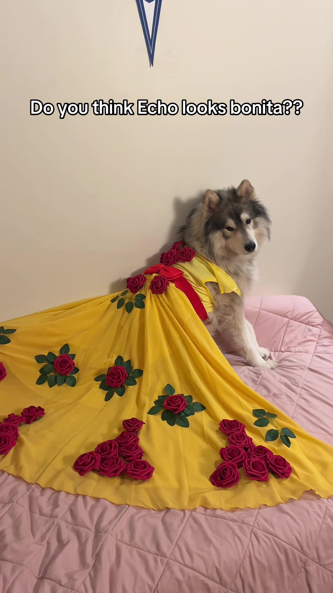 @Echo The Husky