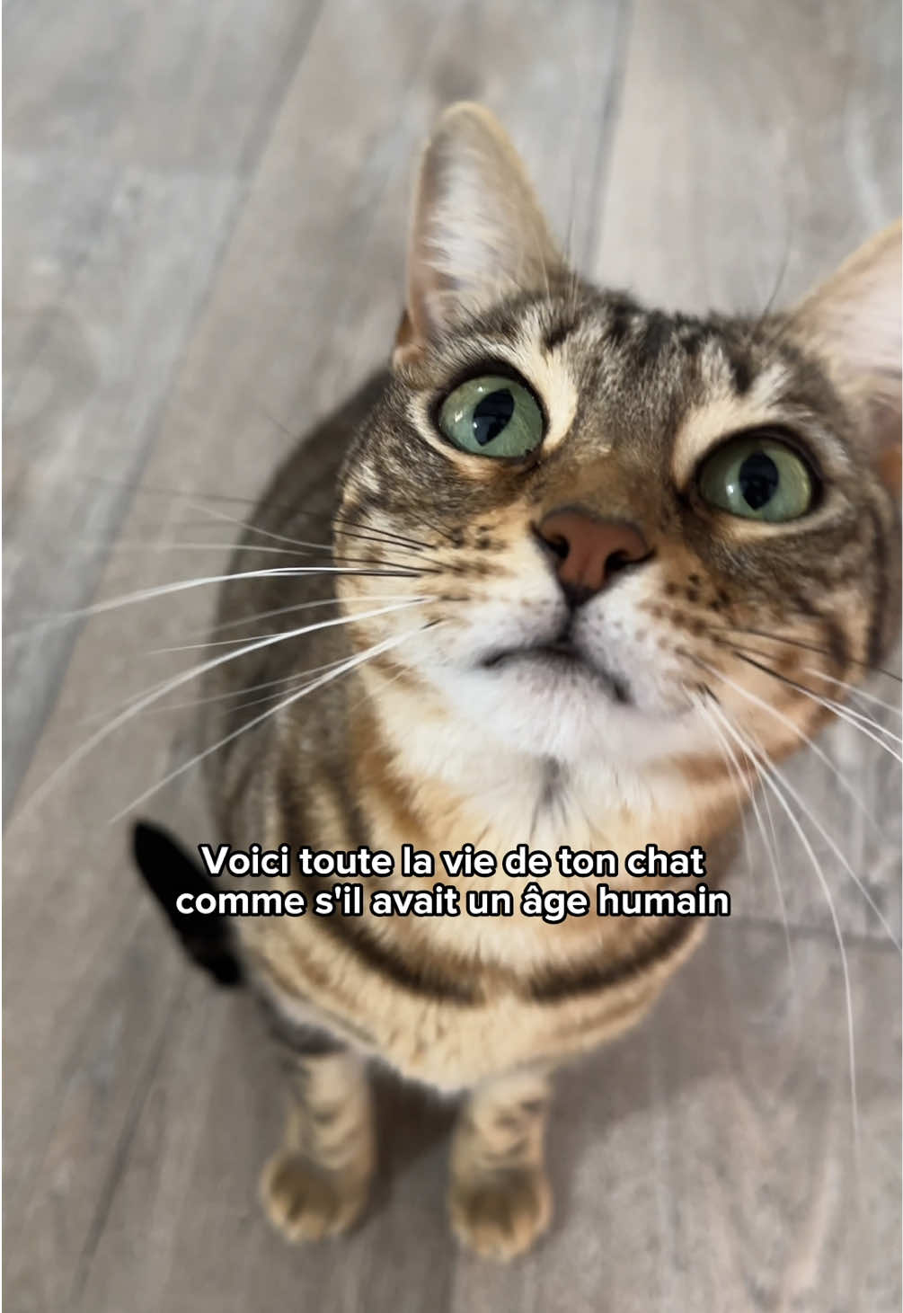 @Ricki the Bengal