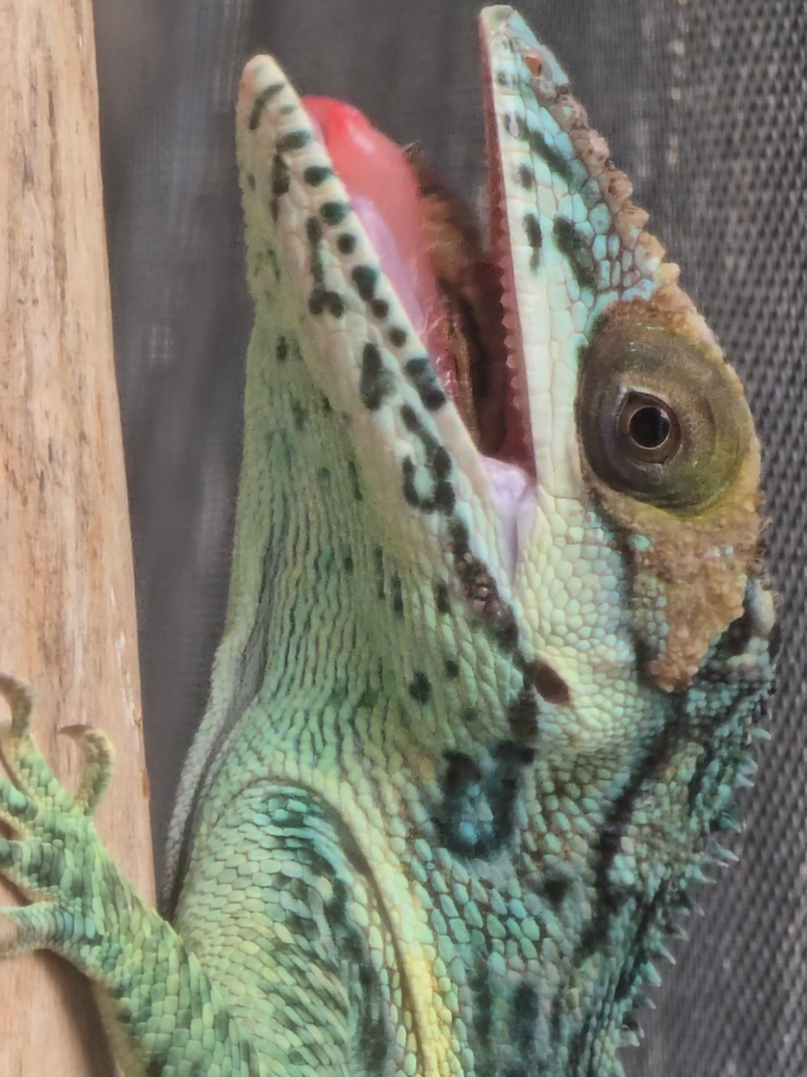 @Sacred Geckos and Exotics