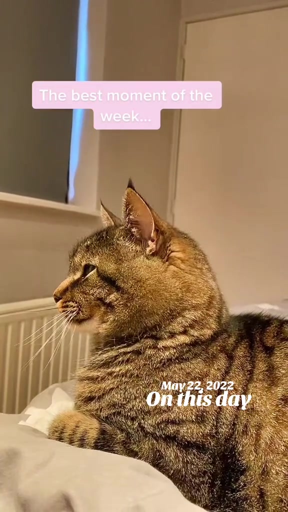 @Joep_the_ rescuecat