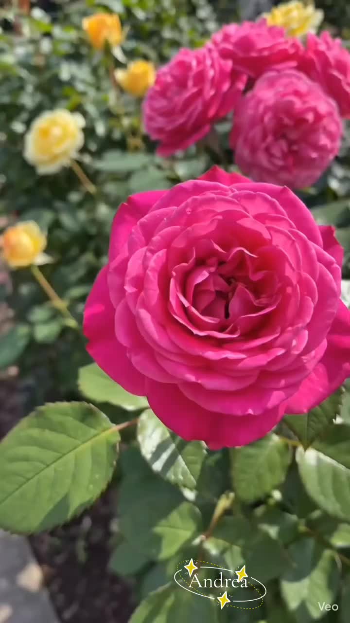 @andreacorsi298