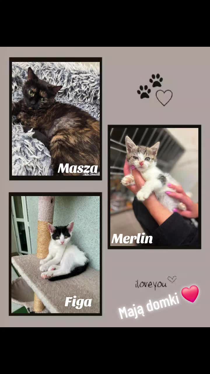 @Wodzisławskie Psy i Koty 😻🥺