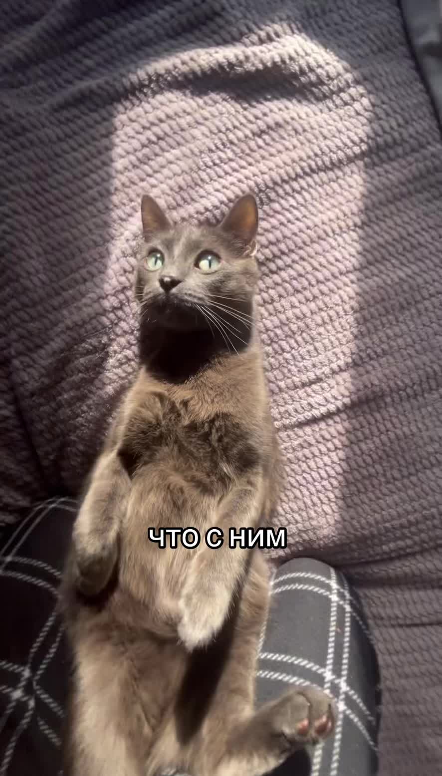 @ШАУТИ
