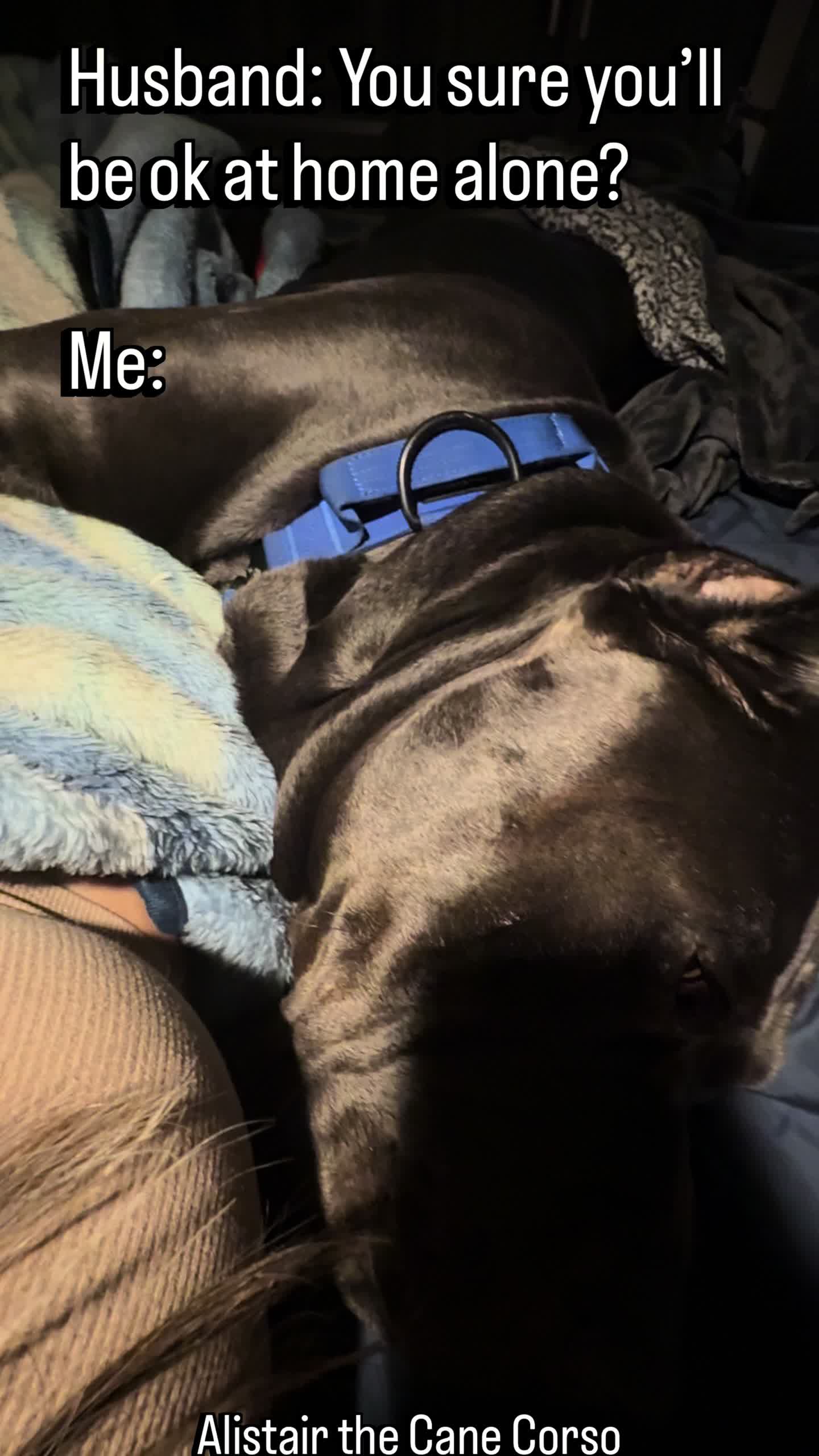 @Alistair the Cane Corso