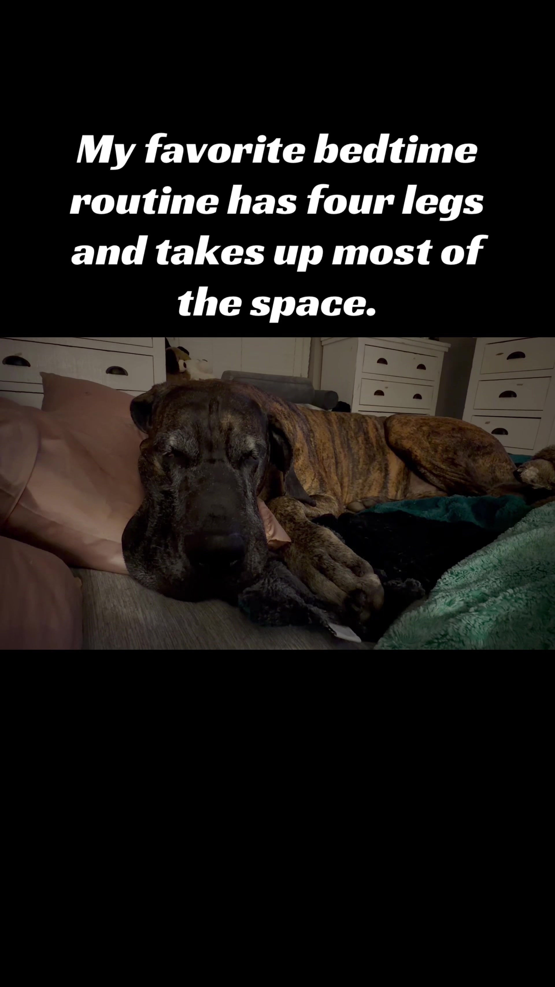 @Anders Bees Knees Great Dane