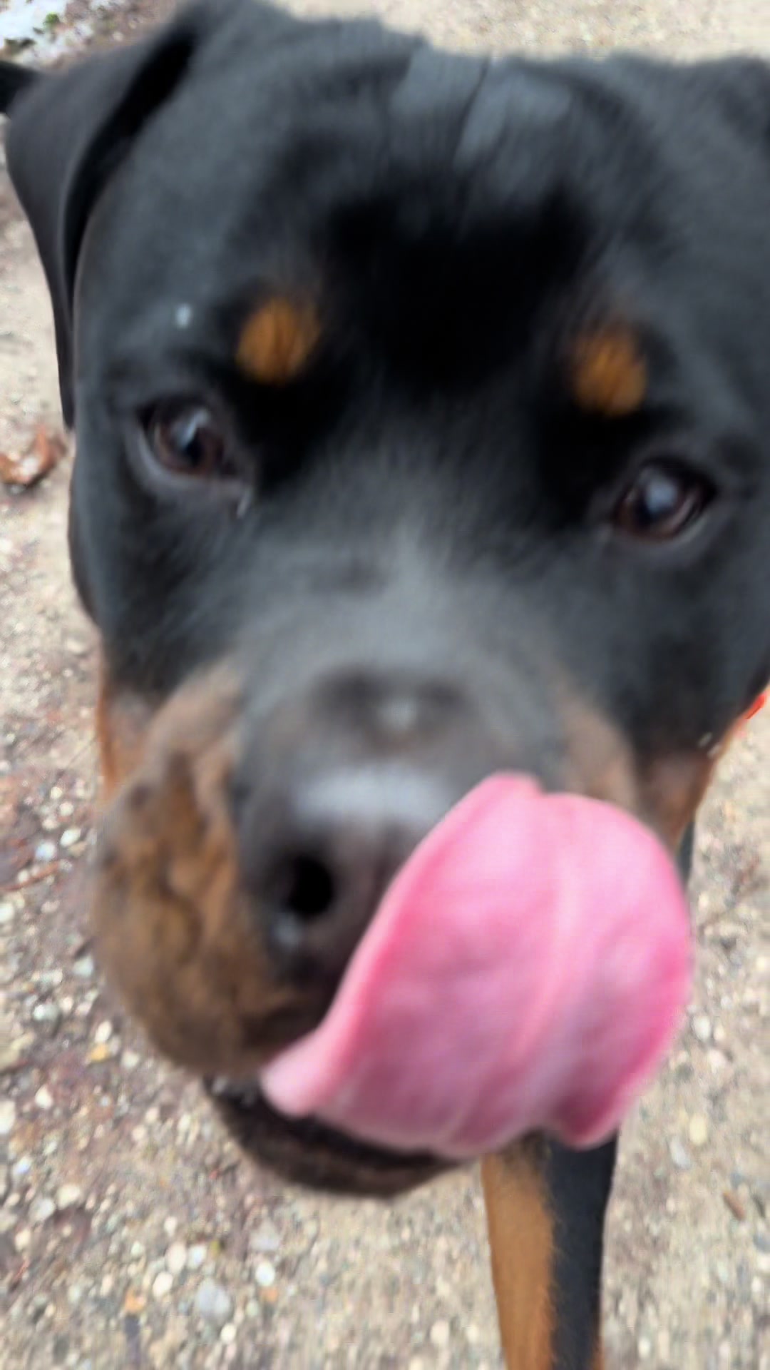 @JAGGER - the German Rottweiler