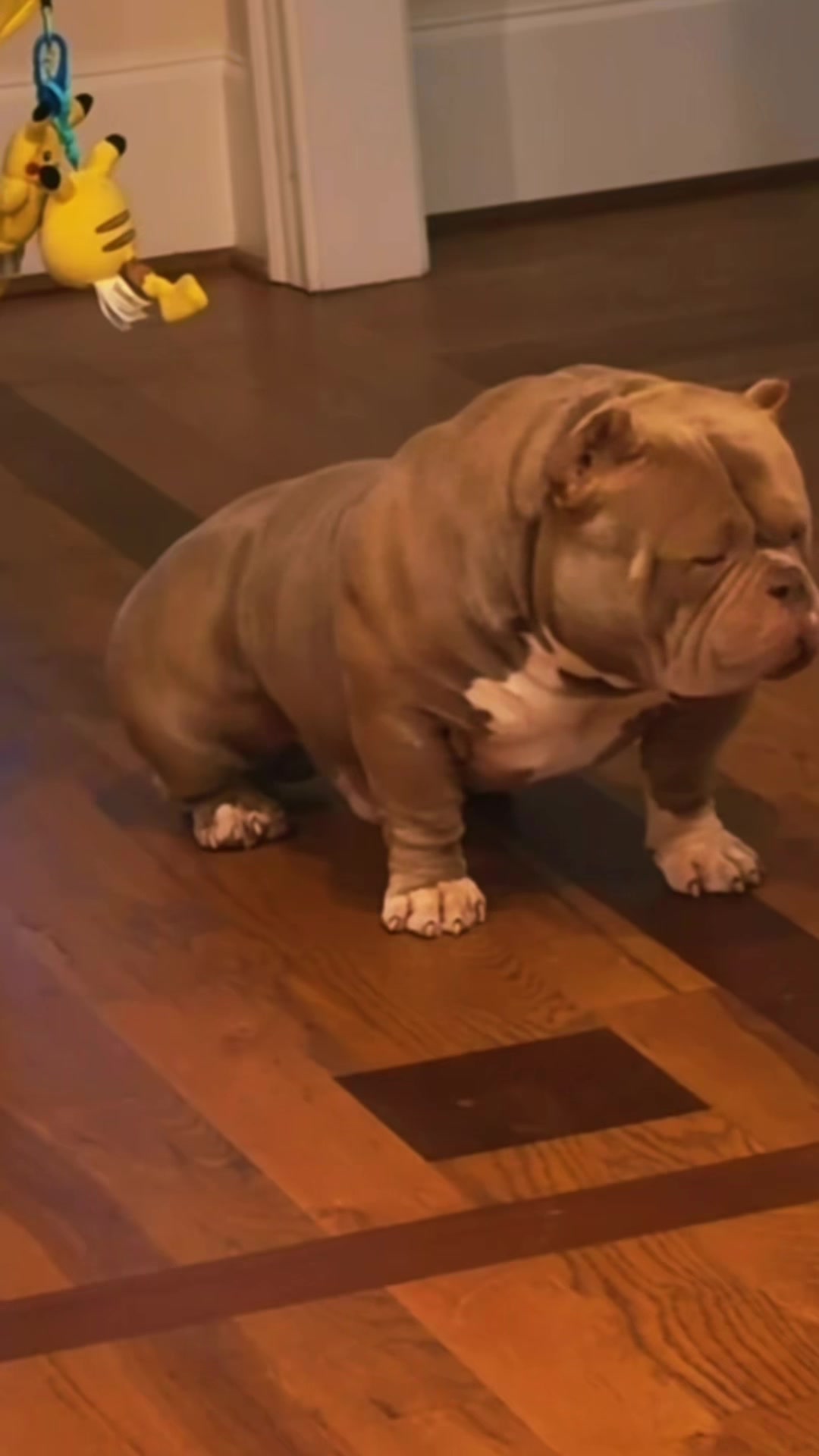 @Carters BullyHub