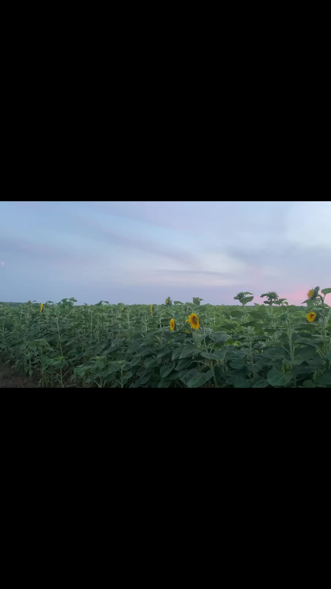 @викуша