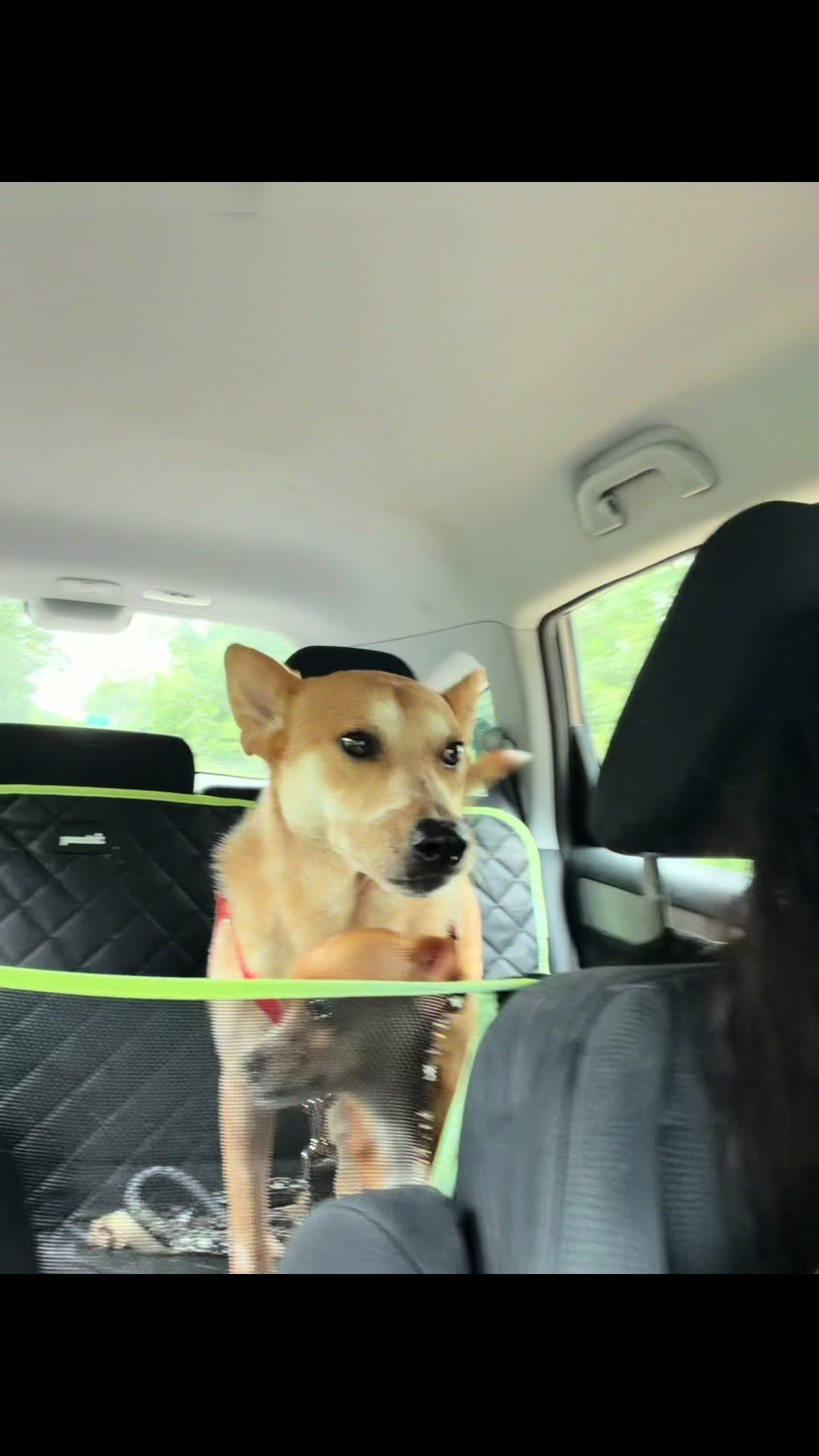 @dogmom76