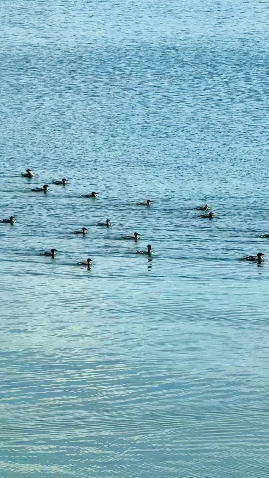@🦢 LongLegsSwan 🦢