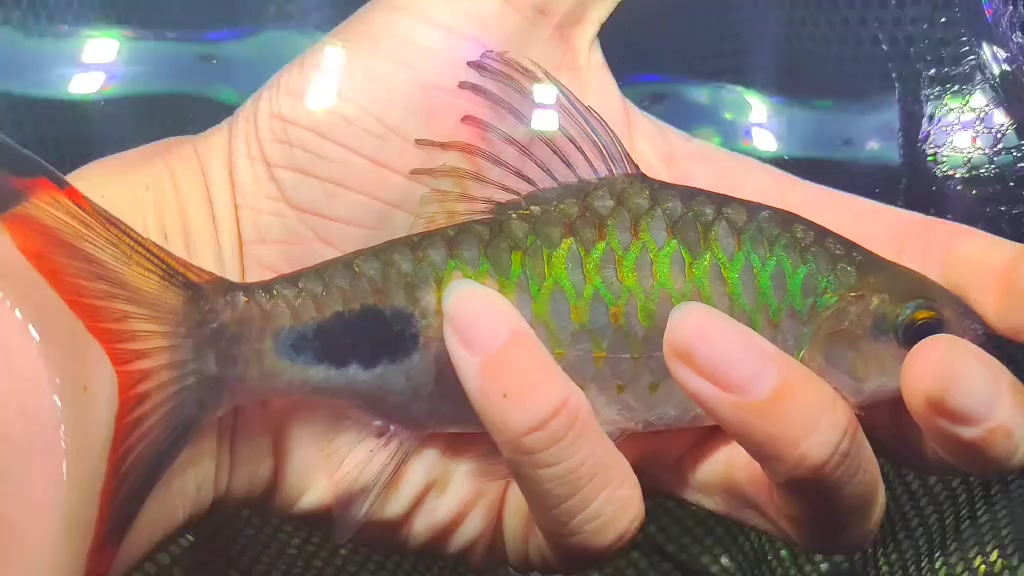 @Long chơi  hồng mi b&oacute;ng đ&ecirc;m 🦈