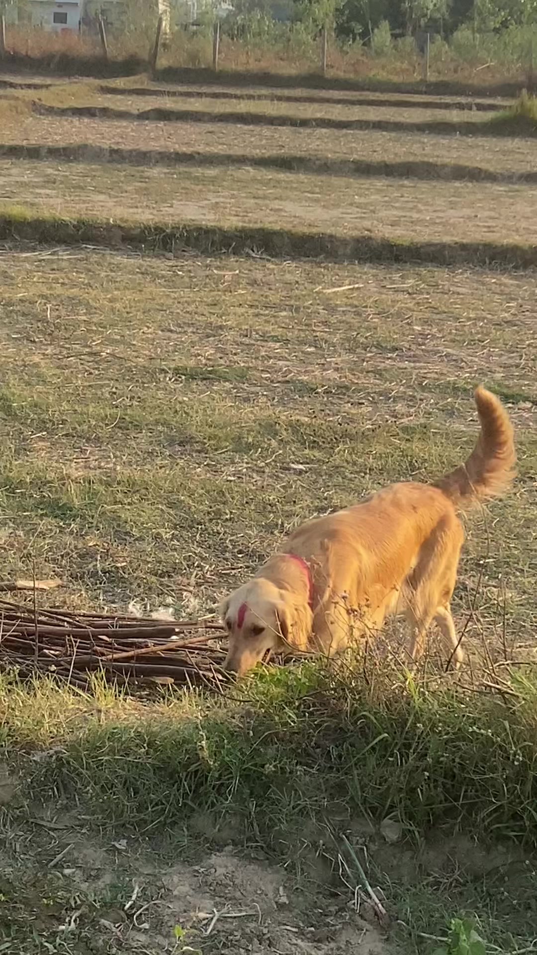 @meeow390