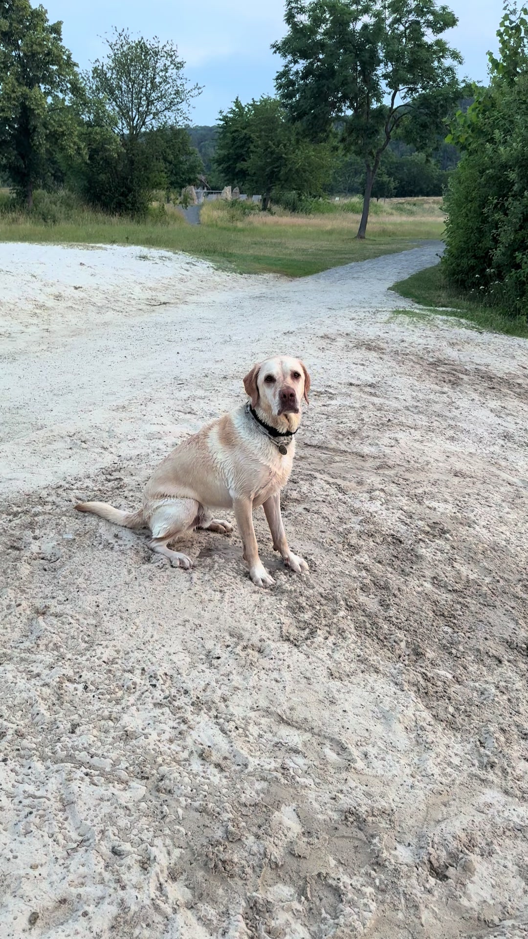 @harzerhunde
