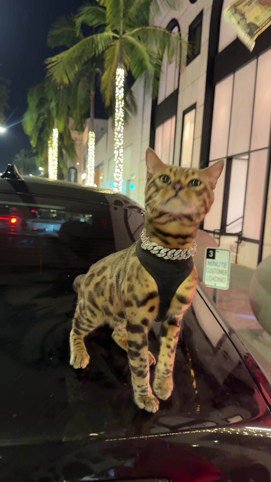 @Bengal Cats